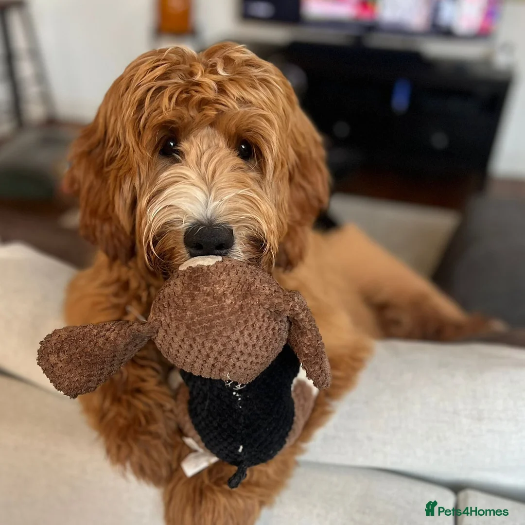 Goldendoodle dogs for sale: WAITING LIST- Australian Labradoodle RED&White TUX - Advert 10