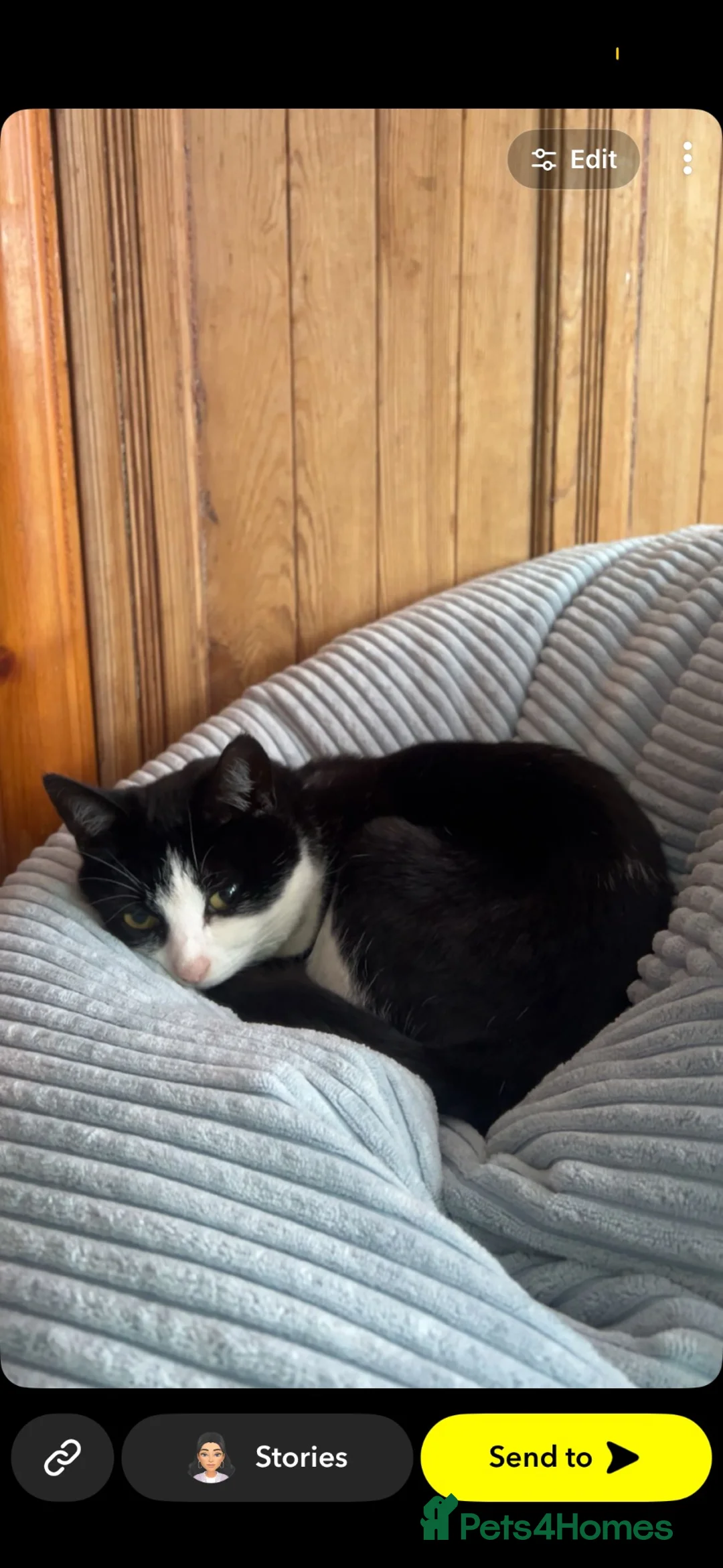 British Shorthair cats for sale: Kiki the cat - Advert 2