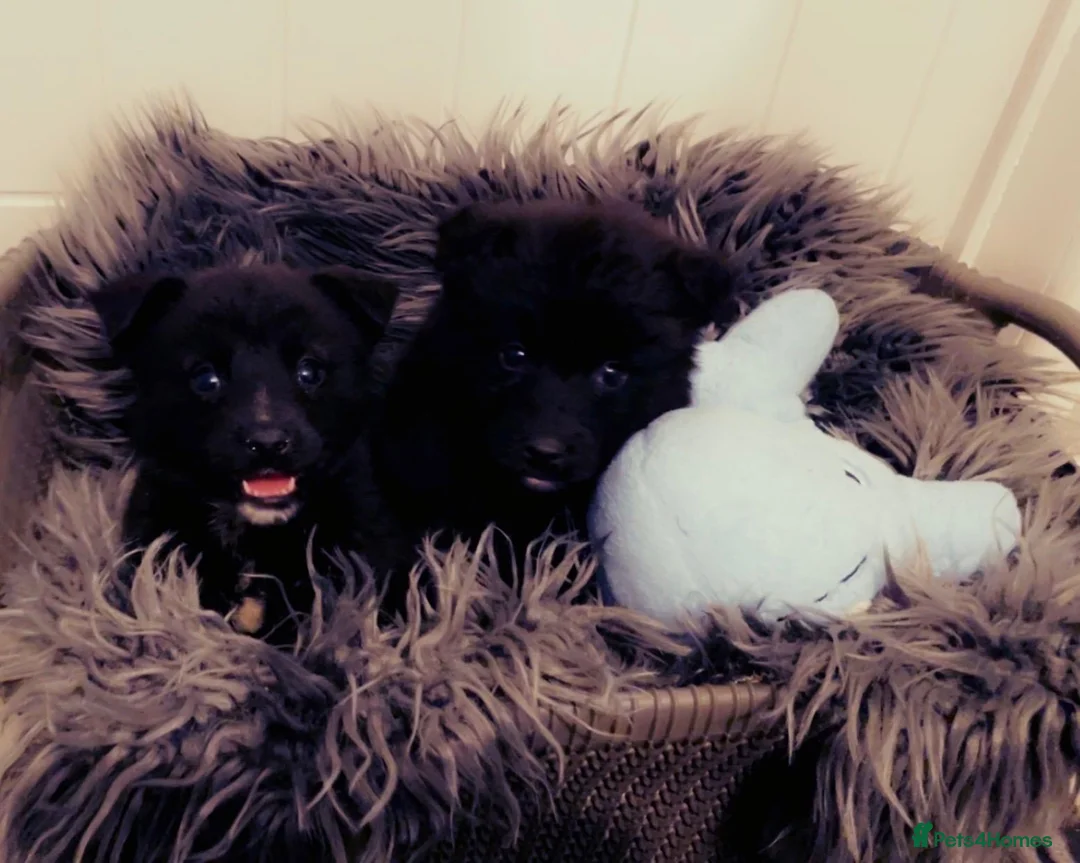 Pomsky dogs for sale: Pomsky puppies ready for their forever home 💞 in Swansea - Advert 15