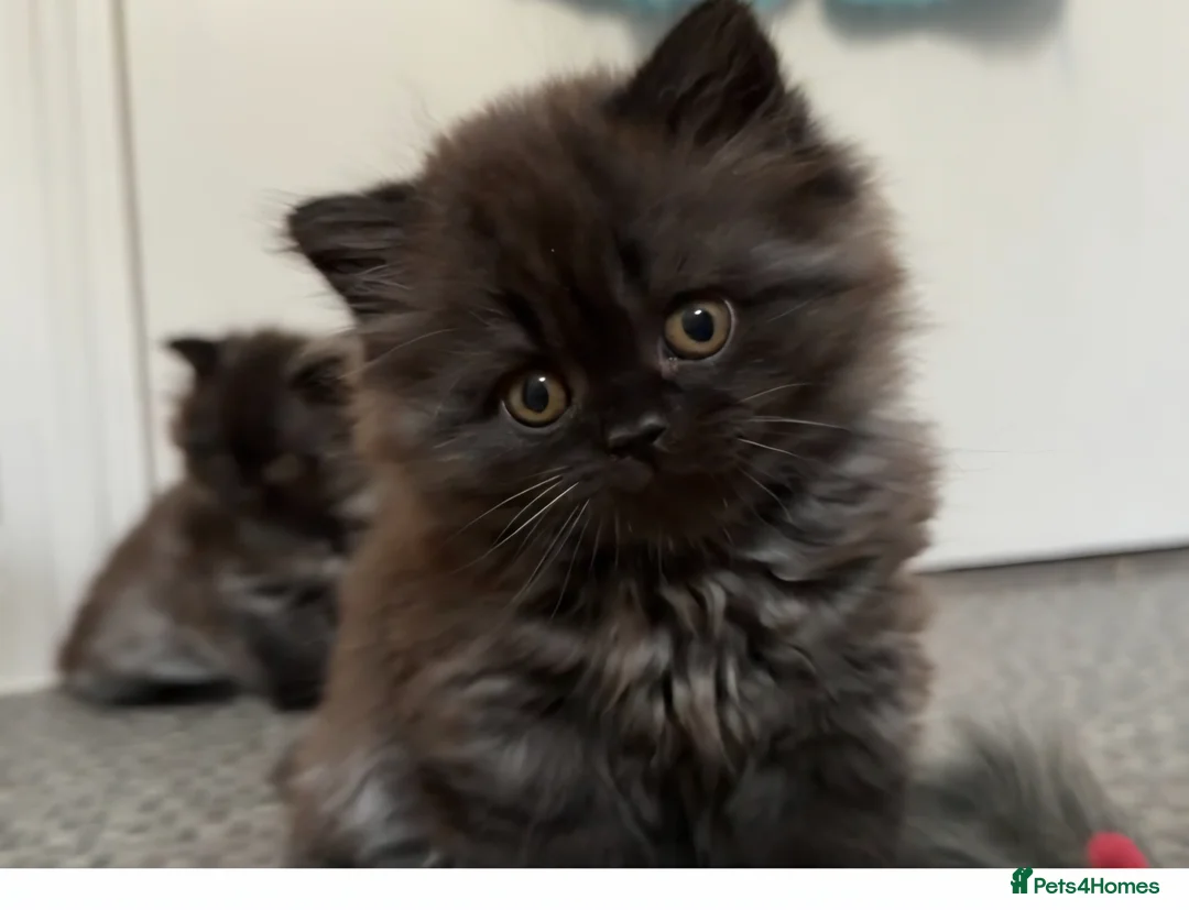 British Longhair cats for sale: Male British longhair kitten ,vaccinated,microchip - Advert 1