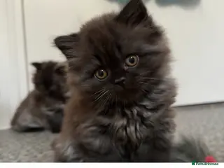 British Longhair cats Male British longhair kitten ,vaccinated,microchip - Advert 7