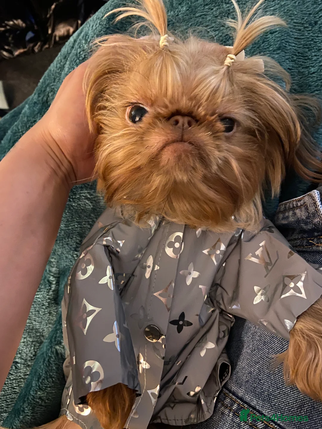 Griffon Bruxellois dogs for sale: Beautiful griffon boy  - Advert 2