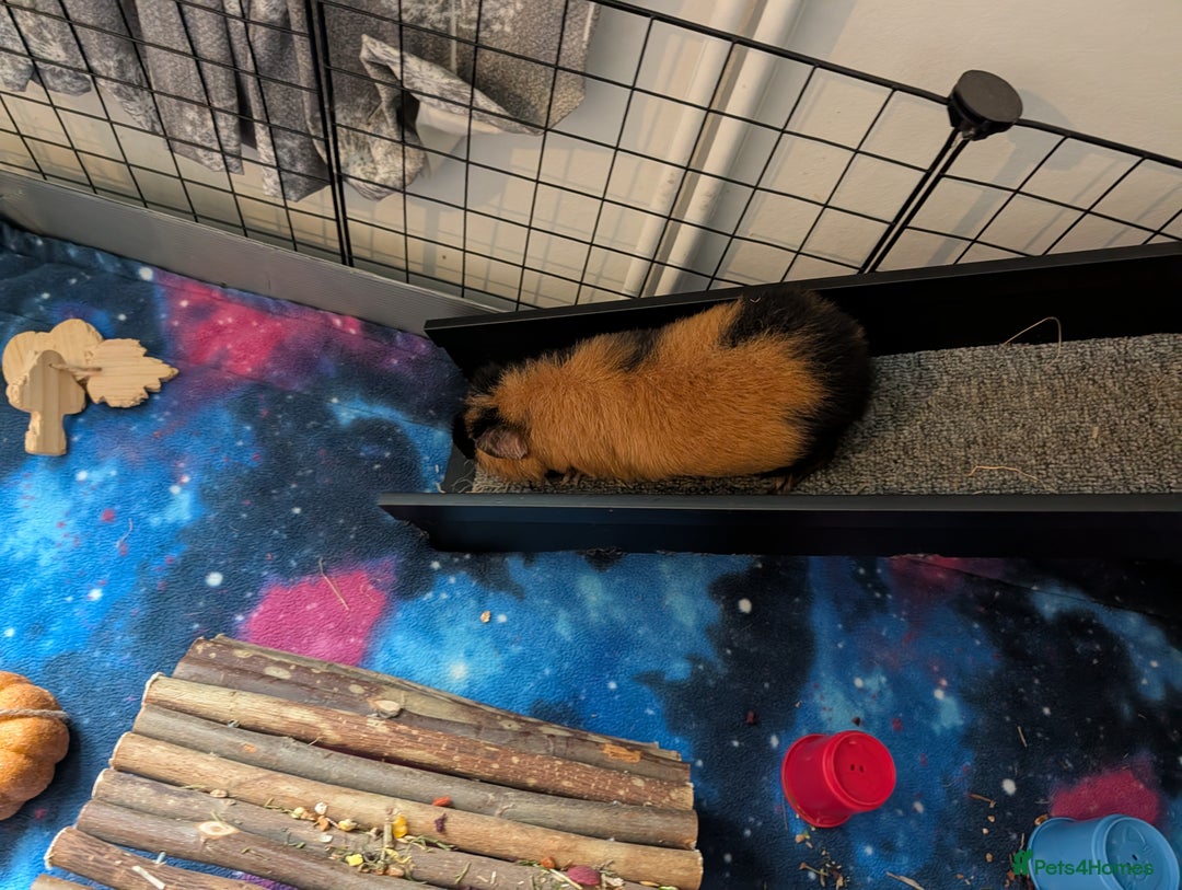 Guinea Pig rodents for sale: 2 male rex guinea pigs, with cage and all. - Advert 7