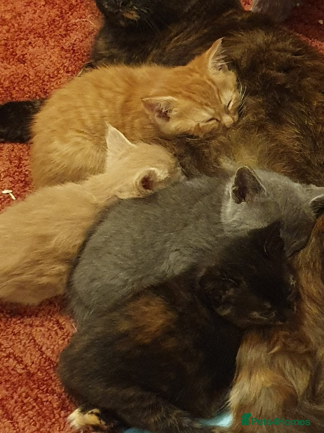Maine Coon cats for sale: Maine coon kittens - Advert 2