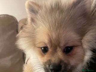 Pomeranian dogs champions & Russian bloodline - Advert 10