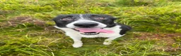 Border Collie dogs for sale: Lovely border collie  in Betws-y-Coed - Advert 4