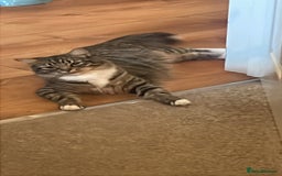 Mixed Breed cats for sale: Male kittens - Image 1