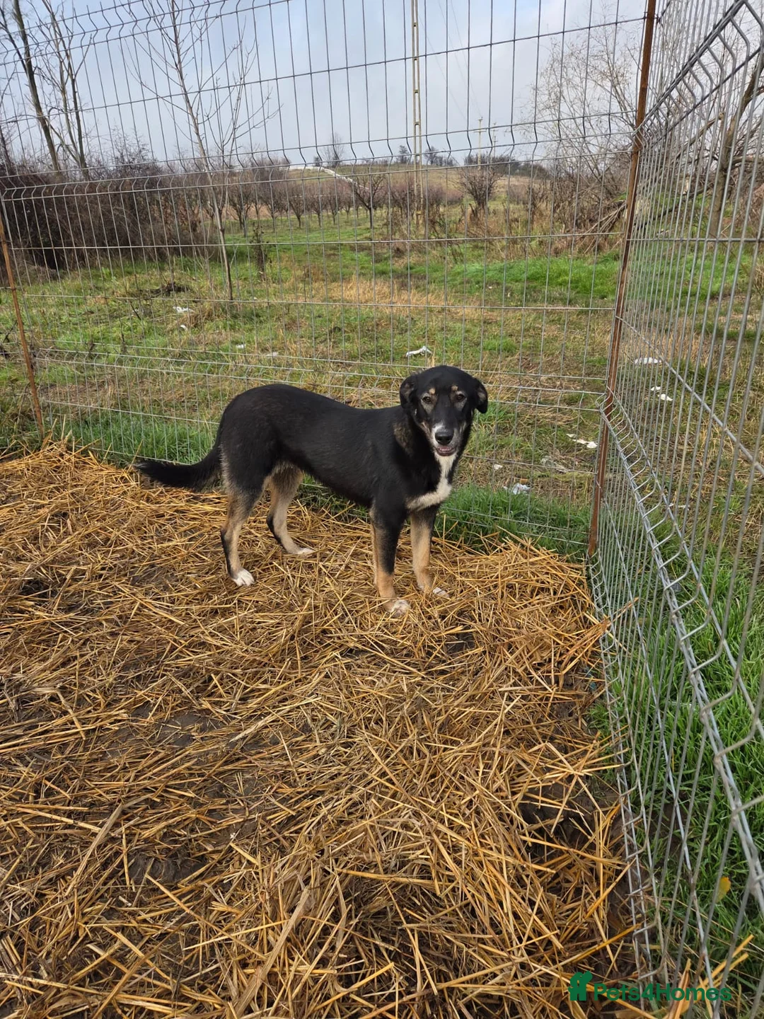Mixed Breed dogs for adoption: 🐾 RONA -  a Lovely Girl, for a Loving Home🐾 - Advert 21