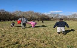 Bernedoodle dogs for sale: ⭐⭐⭐⭐Licensed•Ethical•HomeBreeder - Image 7