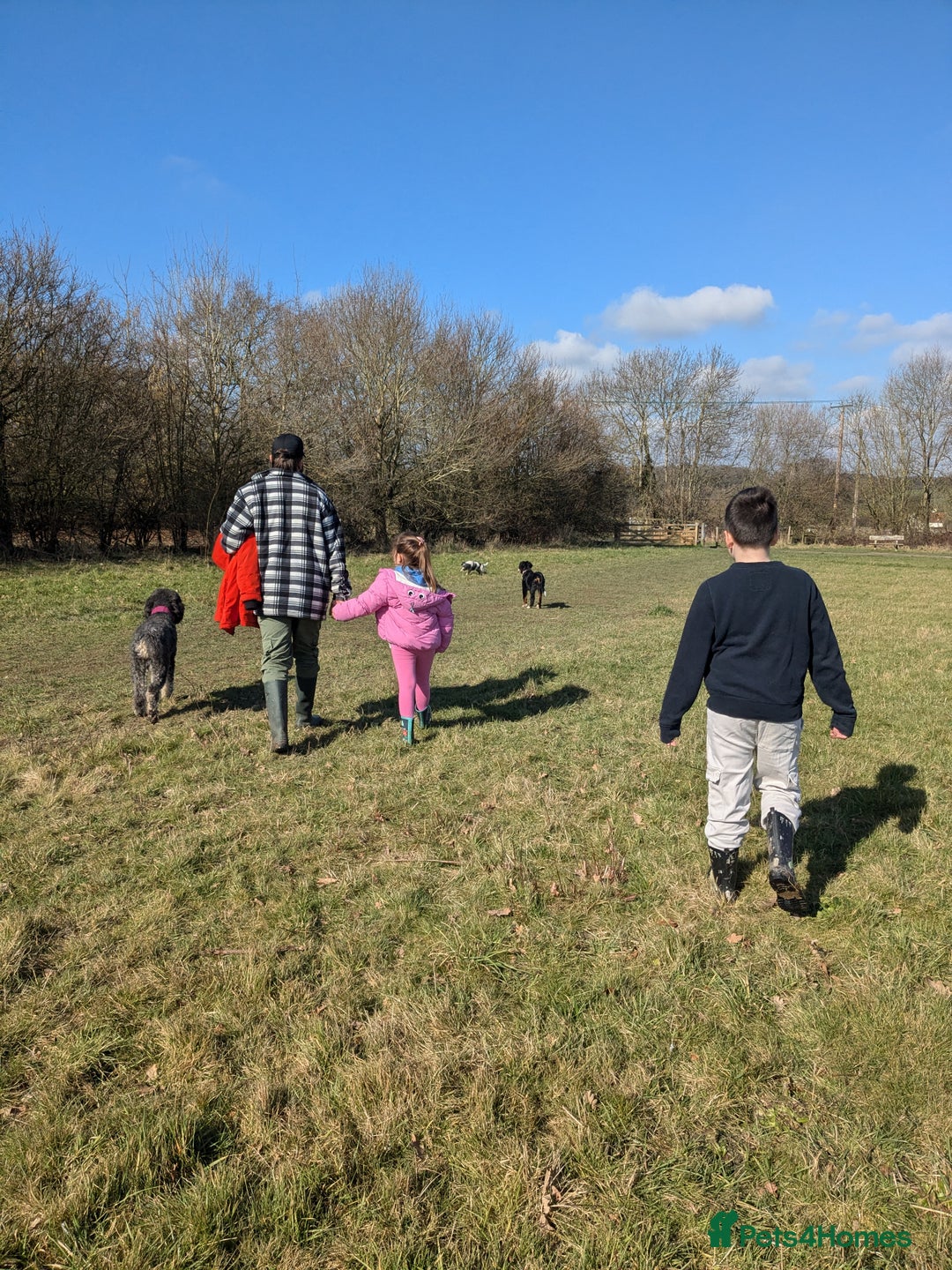 Bernedoodle dogs for sale: ⭐⭐⭐⭐Licensed•Ethical•HomeBreeder - Image 7