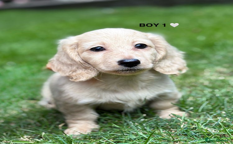 Miniature Dachshund dogs - Advert 2