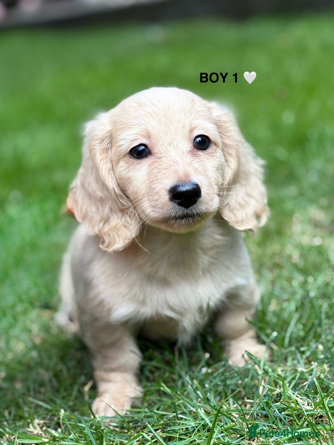 Miniature Dachshunds English Cream Dachshund Breeders Buy Cream