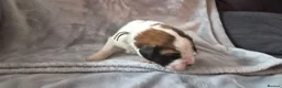 Saint Bernard dogs for sale: Baby bears - Advert 3