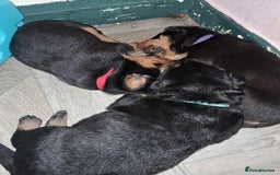 Mixed Breed dogs for sale: Boarder Rottie puppies  - Image 5
