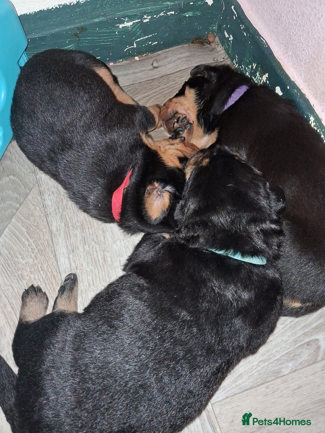 Mixed Breed dogs for sale: Boarder Rottie puppies  - Image 5