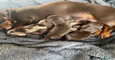 Miniature Dachshund dogs - Advert 5