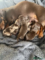 Miniature Dachshund dogs - Advert 5