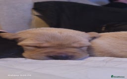 Labrador Retriever dogs for sale: 6 beautiful Labrador (all reserved)  - Advert 17