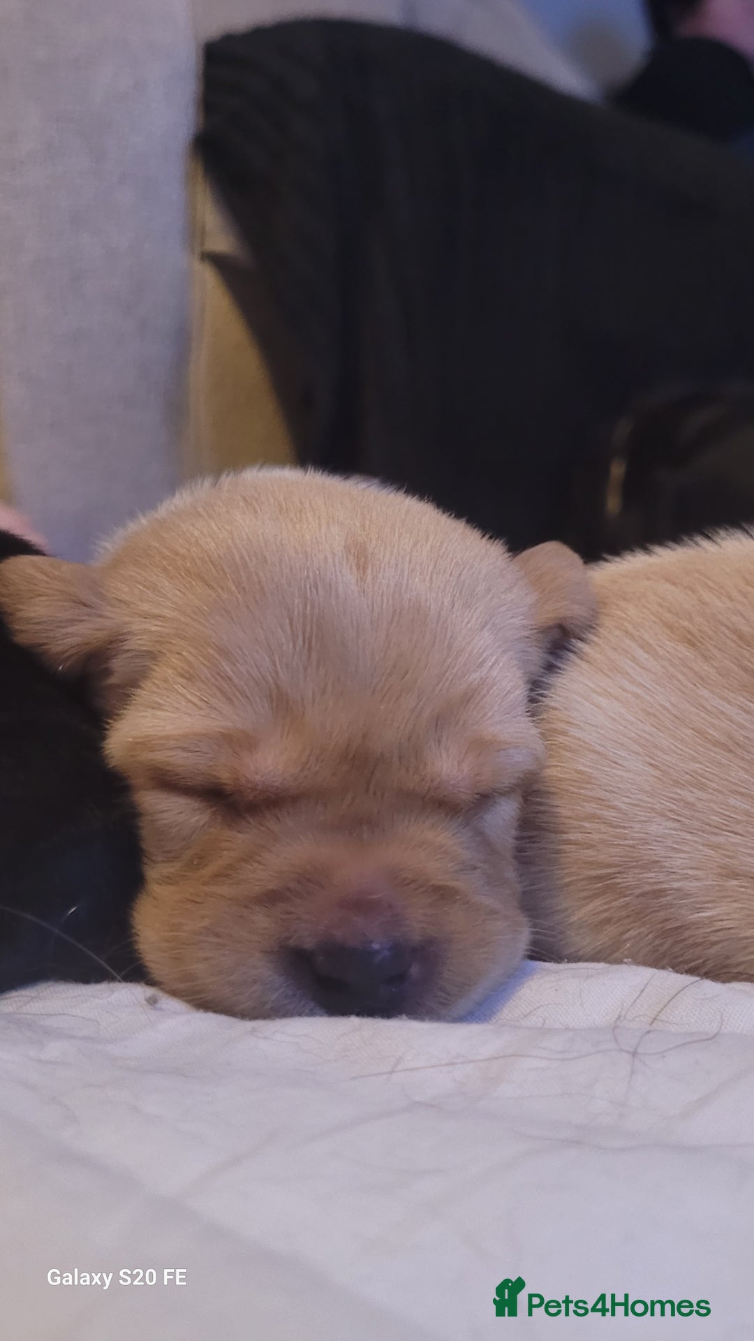 Labrador Retriever dogs for sale: 6 beautiful Labrador (all reserved)  - Advert 17