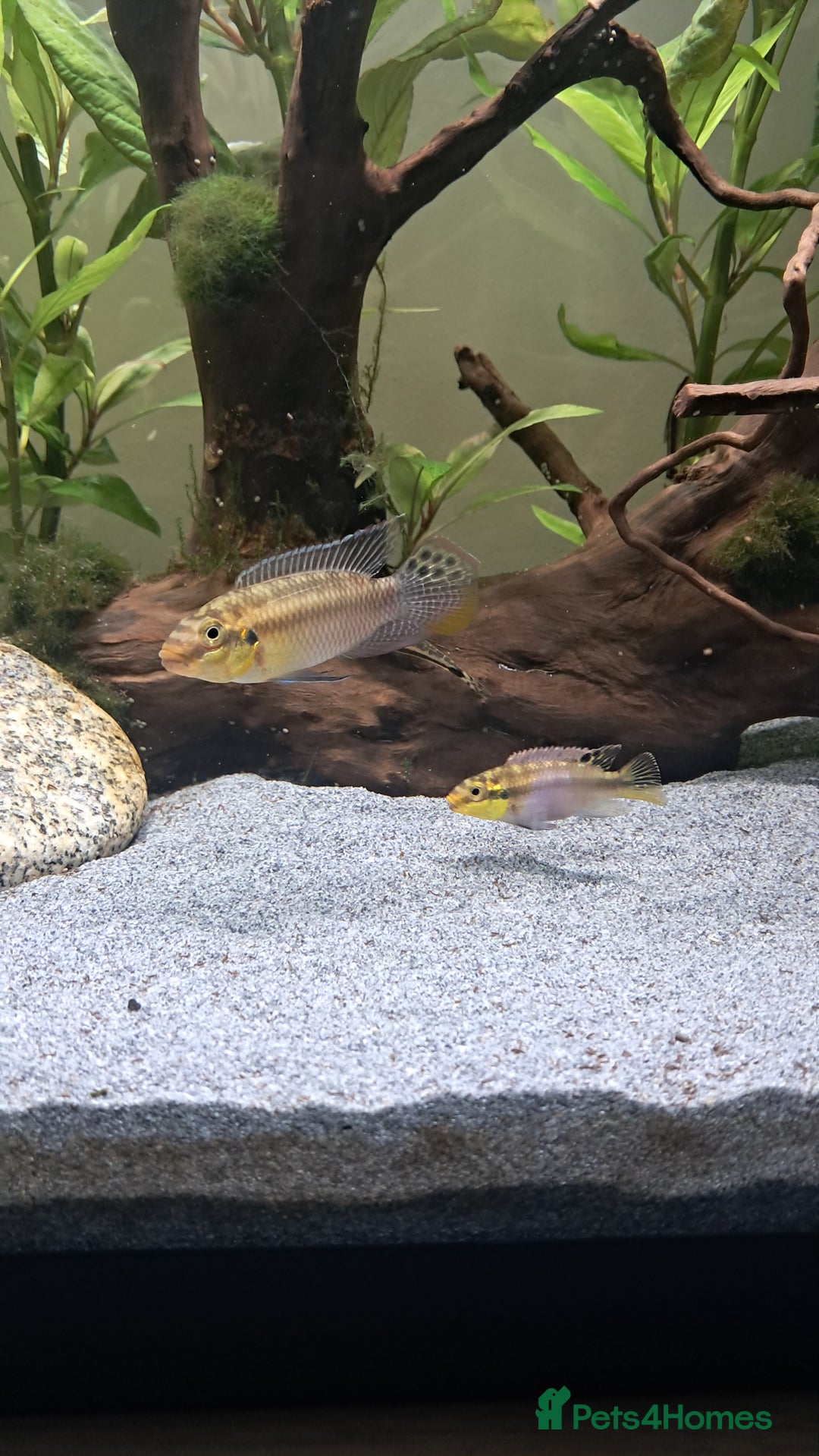 Cichlids fish for sale: Ocellated Kribensis Fry + Adult Breeding Pair - Advert 1
