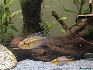 Cichlids fish - Advert 17