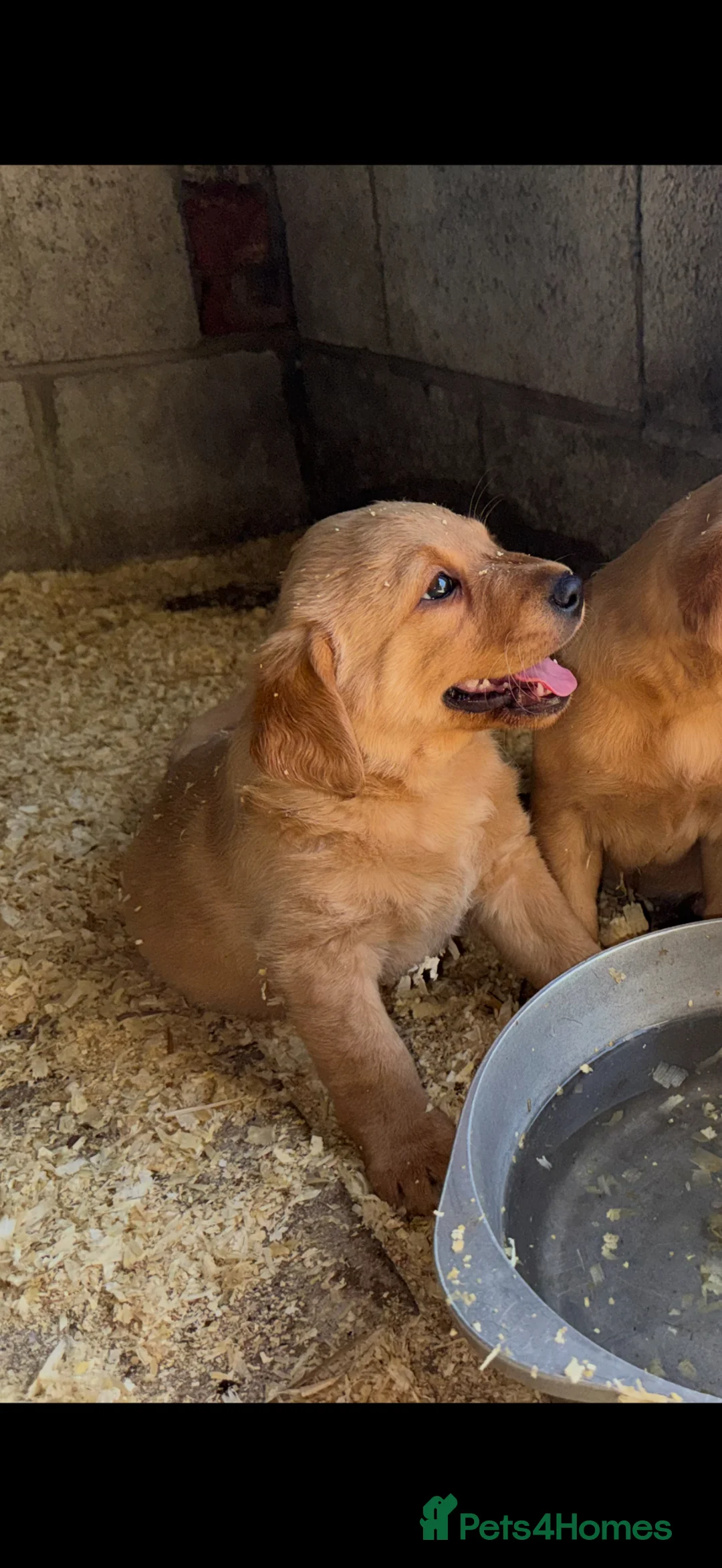 Labrador Retriever dogs for sale: Stunning red/yellow traditional labrador puppies  - Advert 1