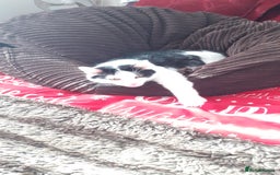 Domestic Shorthair cats for sale: Cat for rehoming  - Image 2