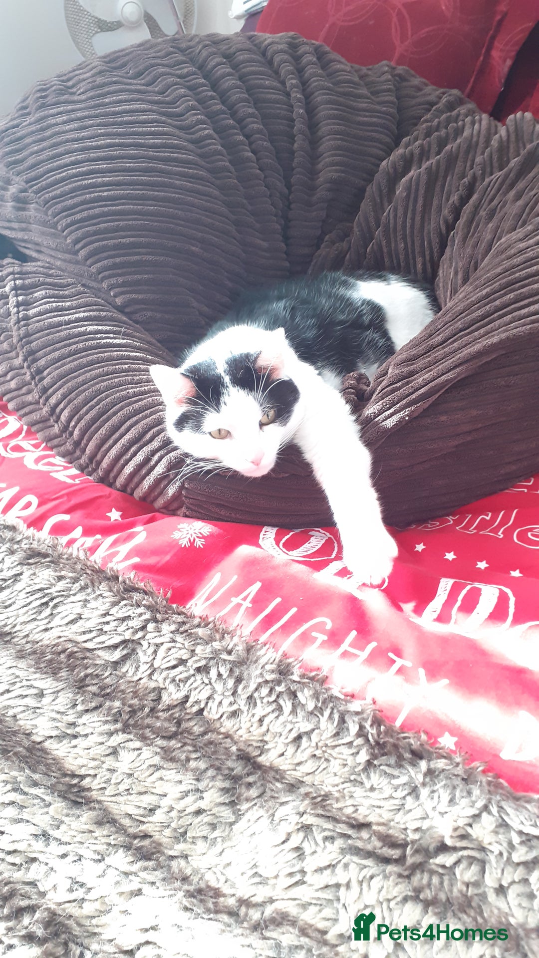 Domestic Shorthair cats for sale: Cat for rehoming  - Image 2