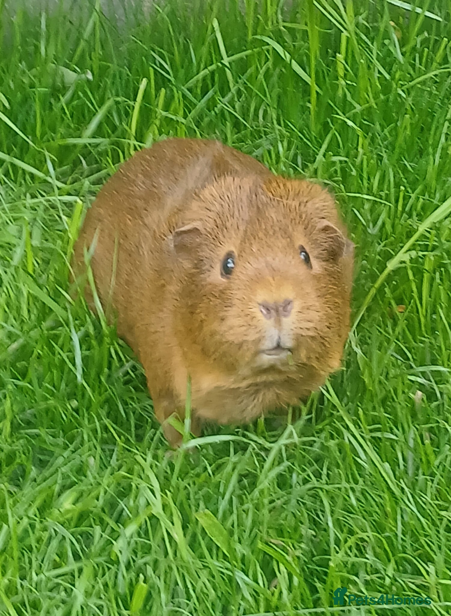 Guinea Pig rodents Healthy female to pair with another female - Advert 2