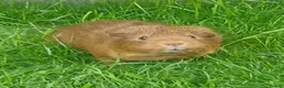 Guinea Pig rodents for sale: Healthy female to pair with another female in Manchester - Advert 1