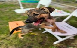 Mixed Breed dogs for adoption: BIBY, a Lovely young girl - for a Loving Home - Advert 1