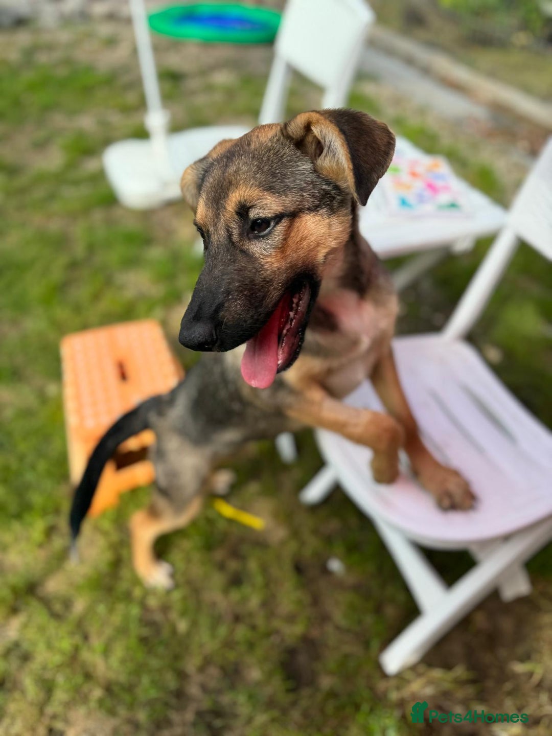 Mixed Breed dogs for adoption: BIBY, a Lovely young girl - for a Loving Home - Advert 1