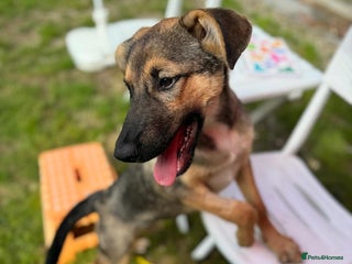 Mixed Breed dogs BIBY, a Lovely young girl - for a Loving Home - Advert 17