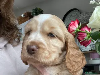 Cocker Spaniel dogs Beautiful health tested Cocker spaniel pups - Advert 17