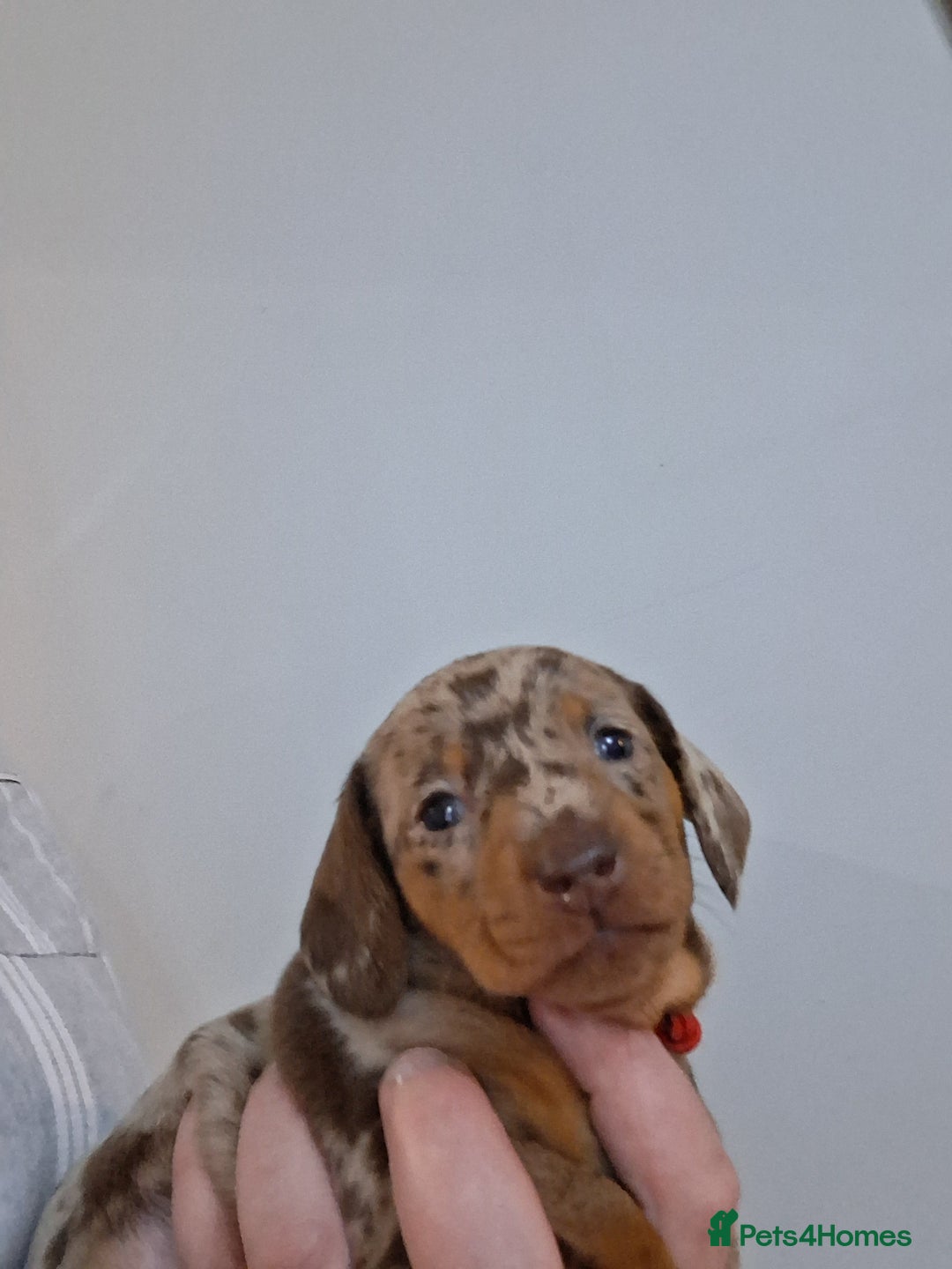 Miniature Dachshund dogs for sale: Miniture dachhund - Advert 2