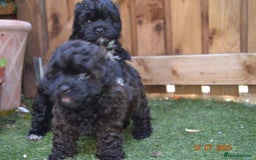 Shihpoo dogs for sale: rare black shipoos - Image 26