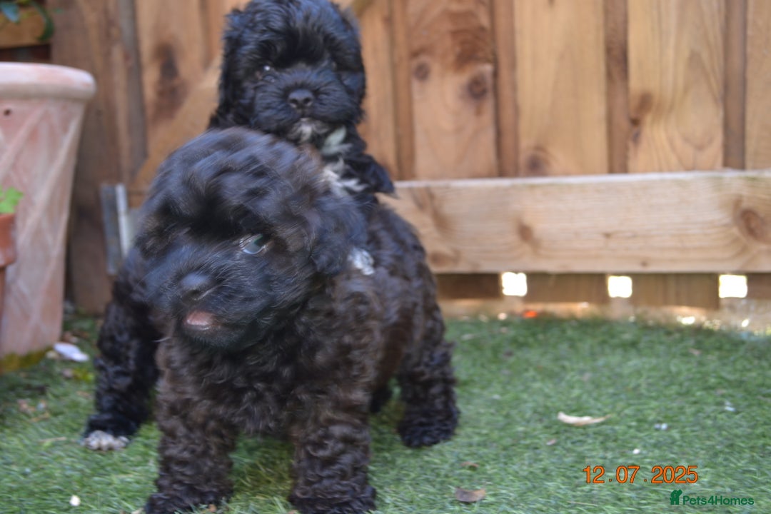 Shihpoo dogs for sale: rare black shipoos - Image 26