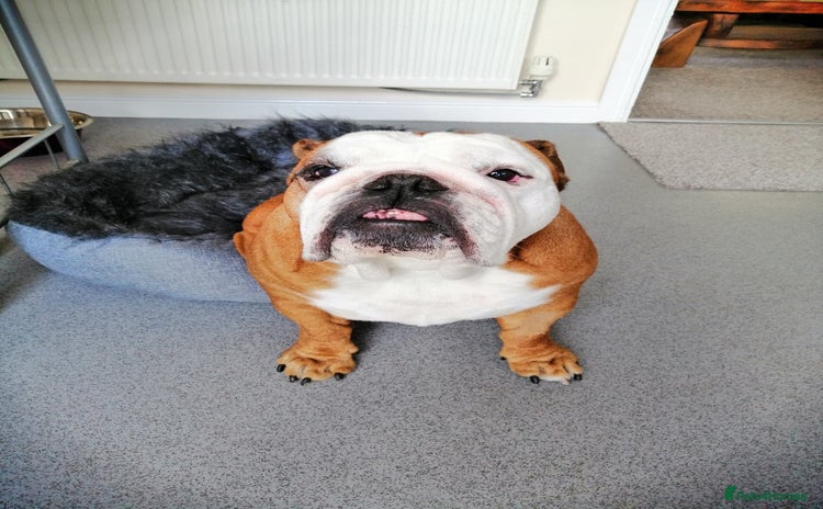 English Bulldog dogs - Advert 10