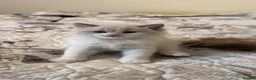 Ragdoll cats for sale: Gorgeous Ragdoll Kittens Looking for Loving Homes - Advert 23