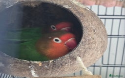 Lovebirds birds for sale: 2 lovebirds for sale - Image 2