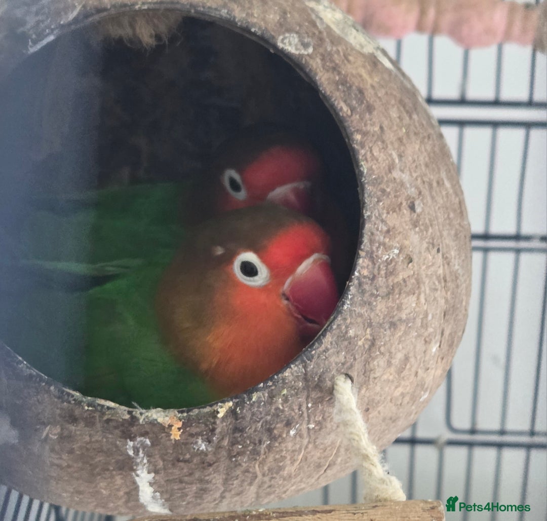 Lovebirds birds for sale: 2 lovebirds for sale - Image 2