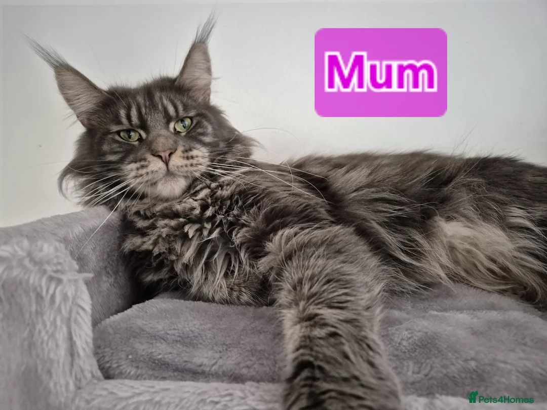 Mixed Breed cats for sale: Maine coon mixed kittens - Advert 7