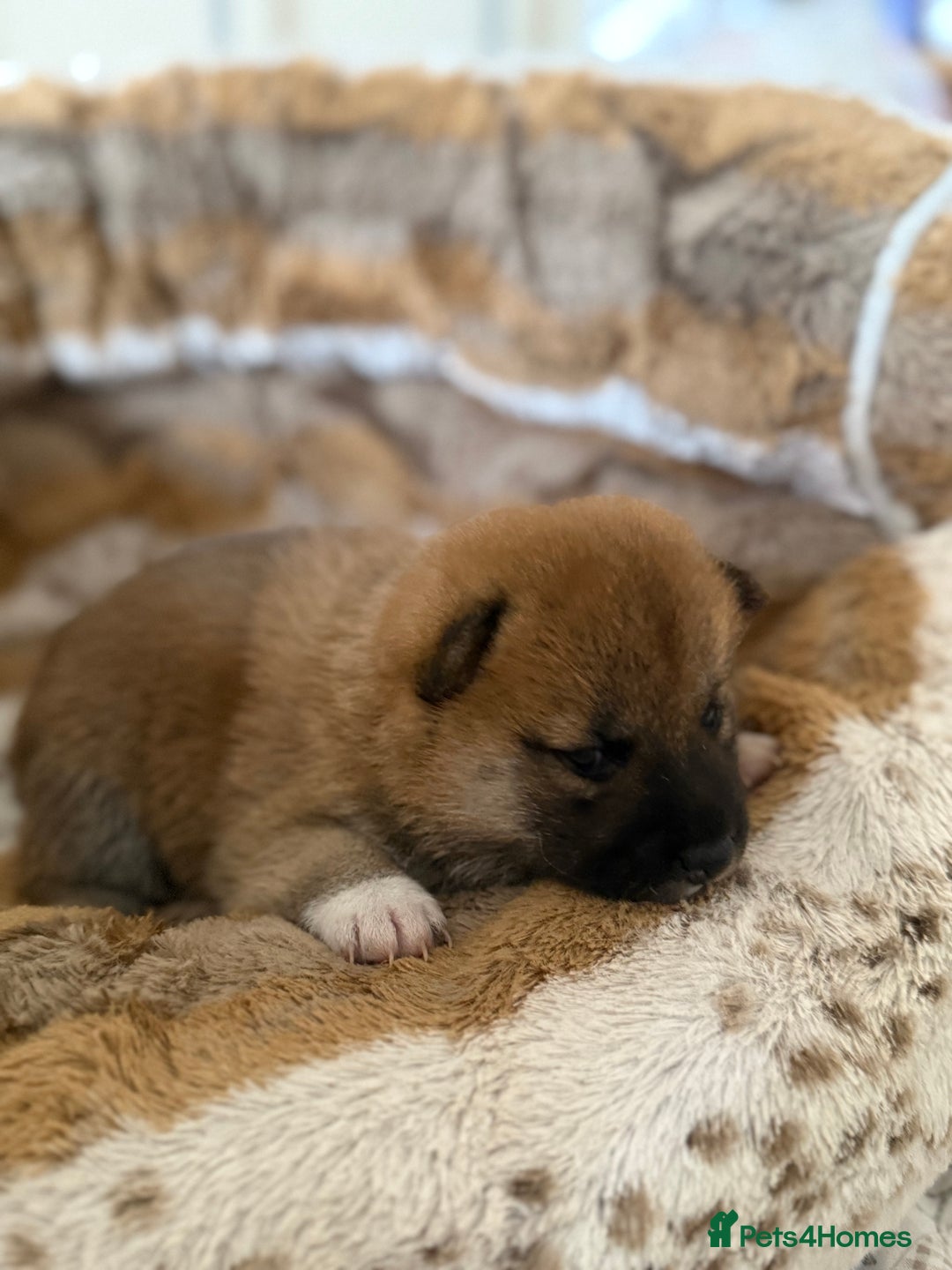 Japanese Shiba Inu dogs for sale: 🧡🦊 Beautiful K.C Shiba Inu Puppies Ready Soon - Image 26