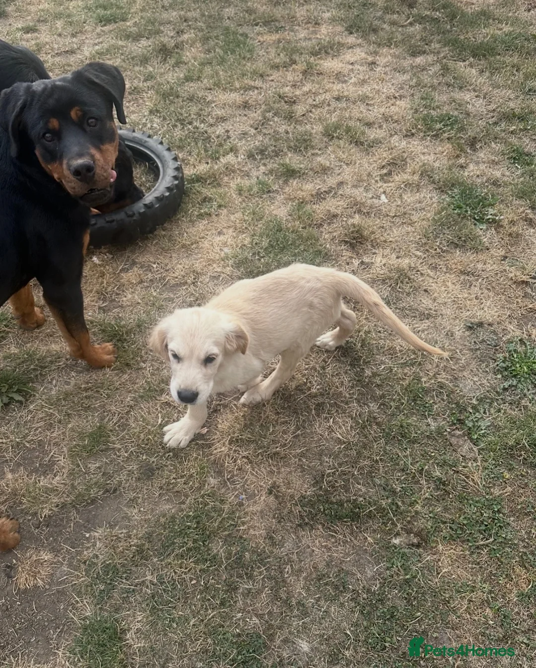 Golden Retriever dogs for sale: Beautiful golden retiver boy - Advert 17