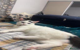 Ragdoll cats for sale: Pregnant half ragdoll cat - Image 6