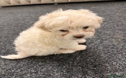 Bichon Frise dogs for sale: Bichon frise  - Advert 1