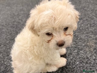 Bichon Frise dogs Bichon frise - Advert 13