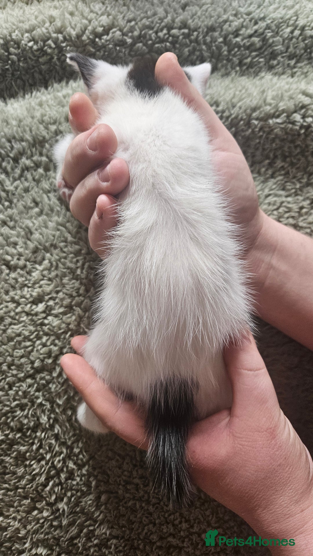 Mixed Breed cats for sale: Kittens  - Advert 12