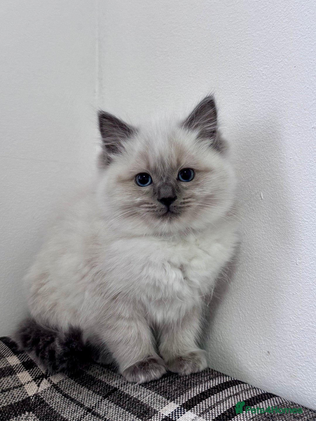 Ragdoll cats for sale: Cuddly tame Pure Pedigree Ragdoll kittens Cat Blue - Advert 7