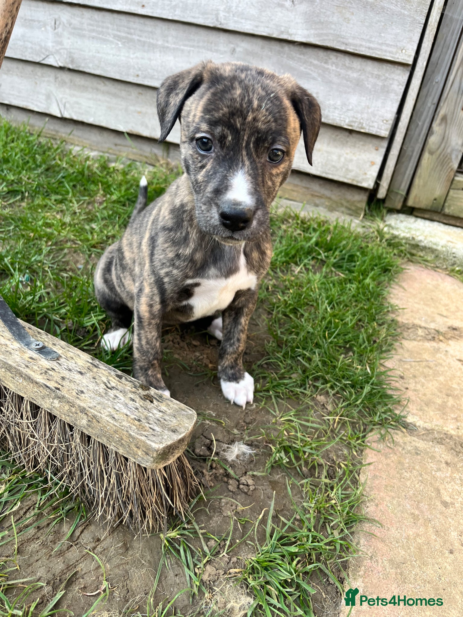 Bedlington Terrier dogs Beautiful Bedy/whippet Pups - Advert 2